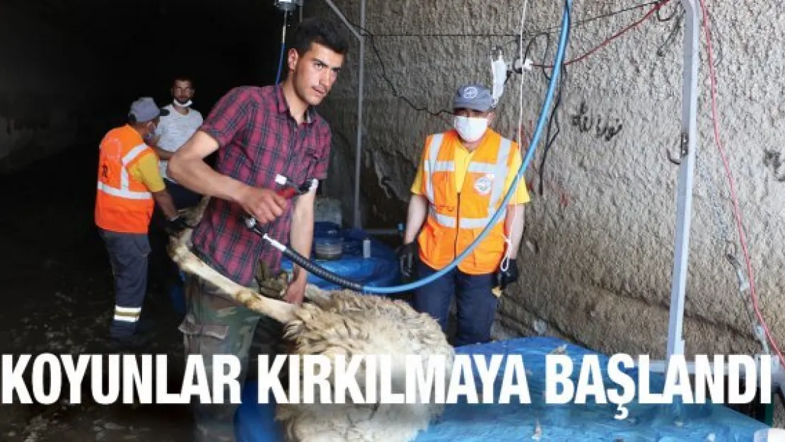 Kayseri'de koyunlar kırkılmaya başlandı