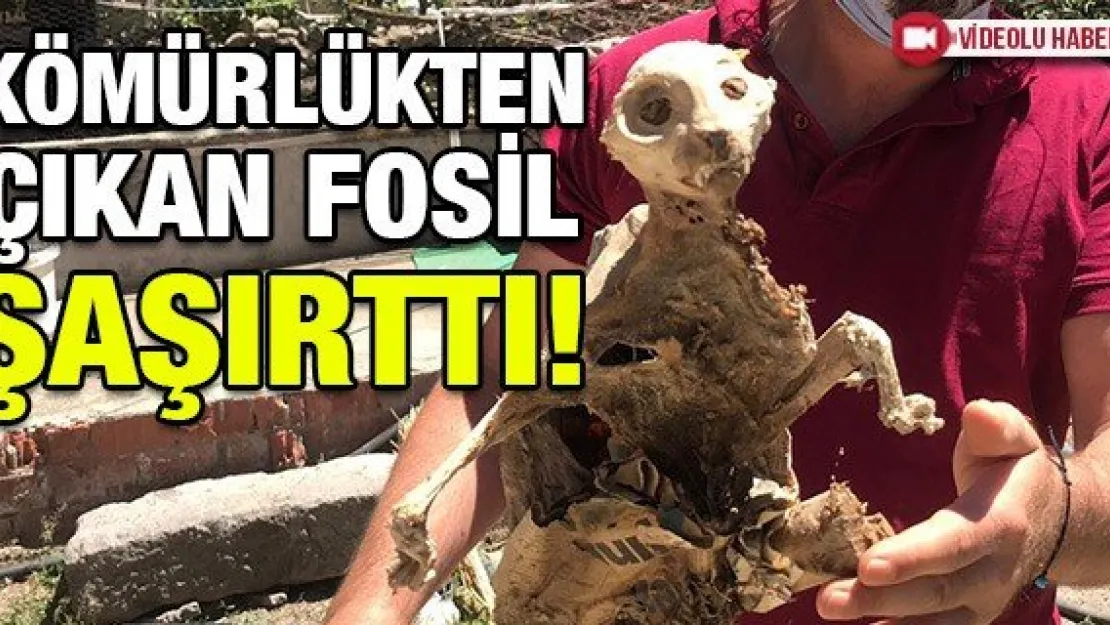 Kömürlükten çıkan fosil şaşırttı!