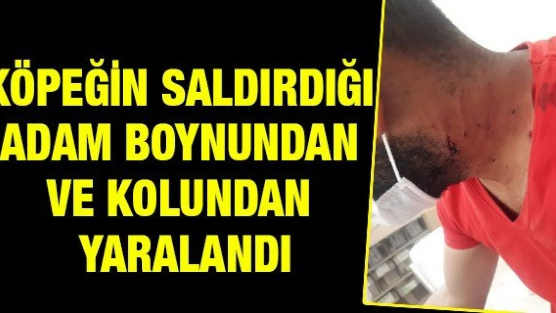Köpeğin saldırdığı adam boynundan ve kolundan yaralandı
