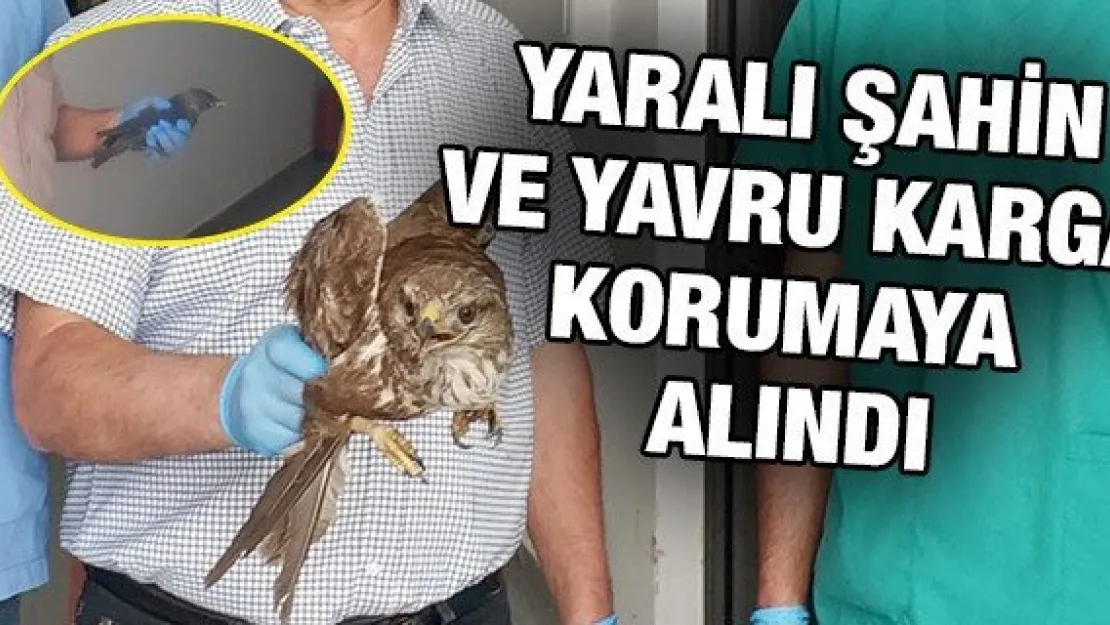 Yaralı şahin ve yavru karga korumaya alındı