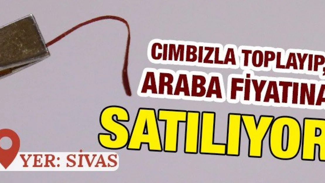 Cımbızla toplayıp, araba fiyatına satılıyor