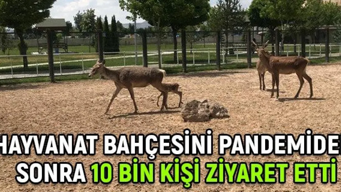 Hayvanat Bahçesini pandemiden sonra 10 bin kişi ziyaret etti