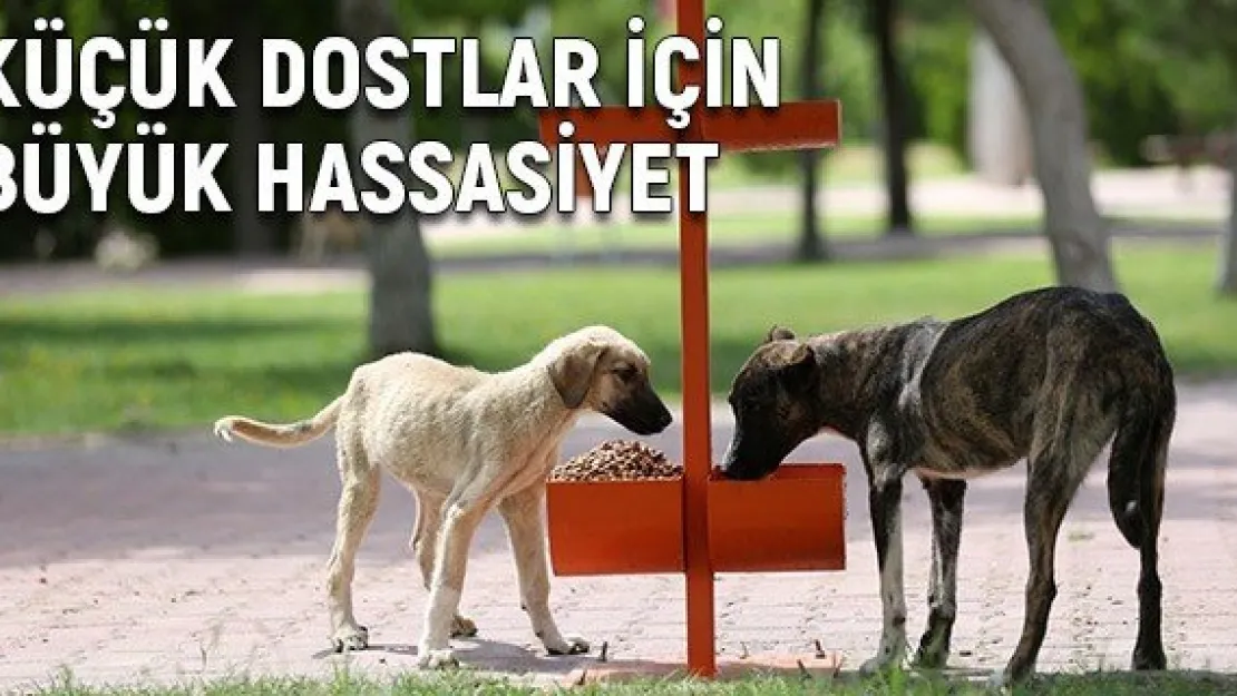 Küçük dostlar için büyük hassasiyet