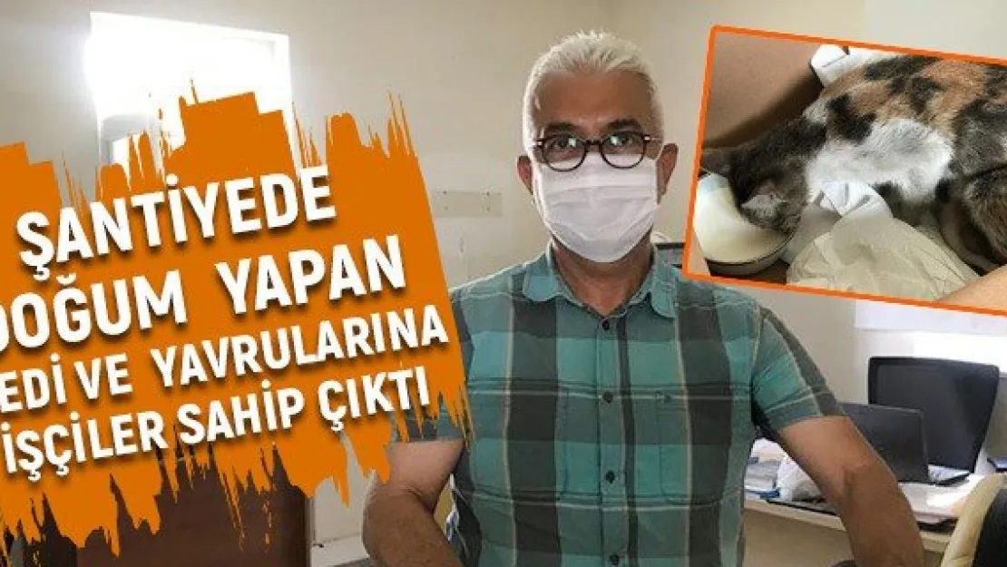 Şantiyede doğum yapan kedi ve yavrularına işçiler sahip çıktı