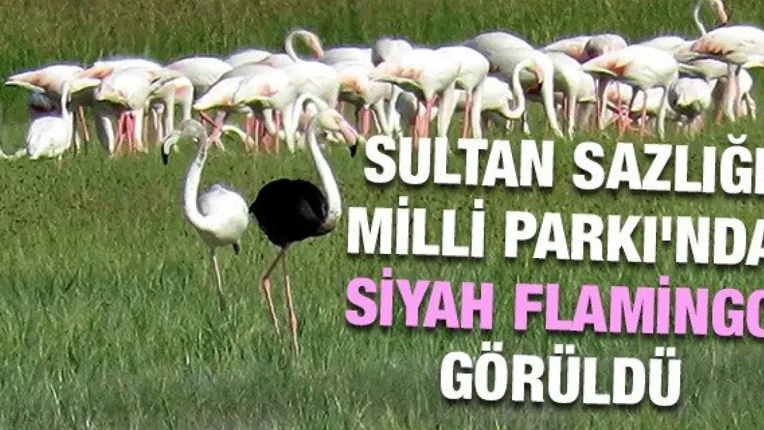 Sultan Sazlığı Milli Parkı'nda siyah flamingo görüldü