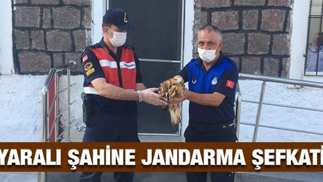 Yaralı şahine jandarma şefkati