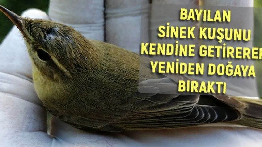 Bayılan sinek kuşunu kendine getirerek yeniden doğaya bıraktı