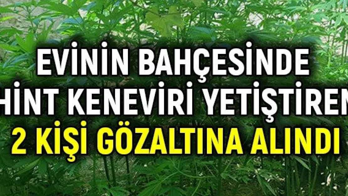 Evinin bahçesinde hint keneviri yetiştiren 2 kişi gözaltına alındı