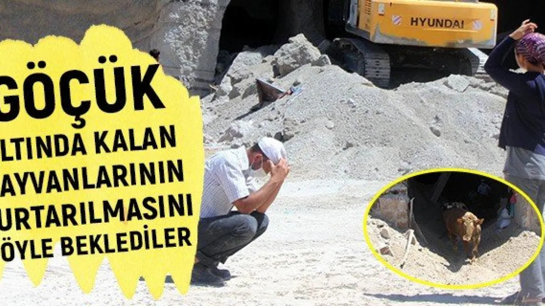 Göçük altında kalan hayvanlarının kurtarılmasını böyle beklediler