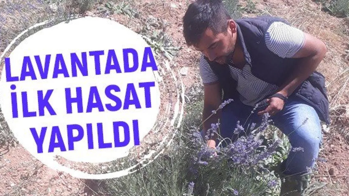 Lavantada ilk hasat yapıldı