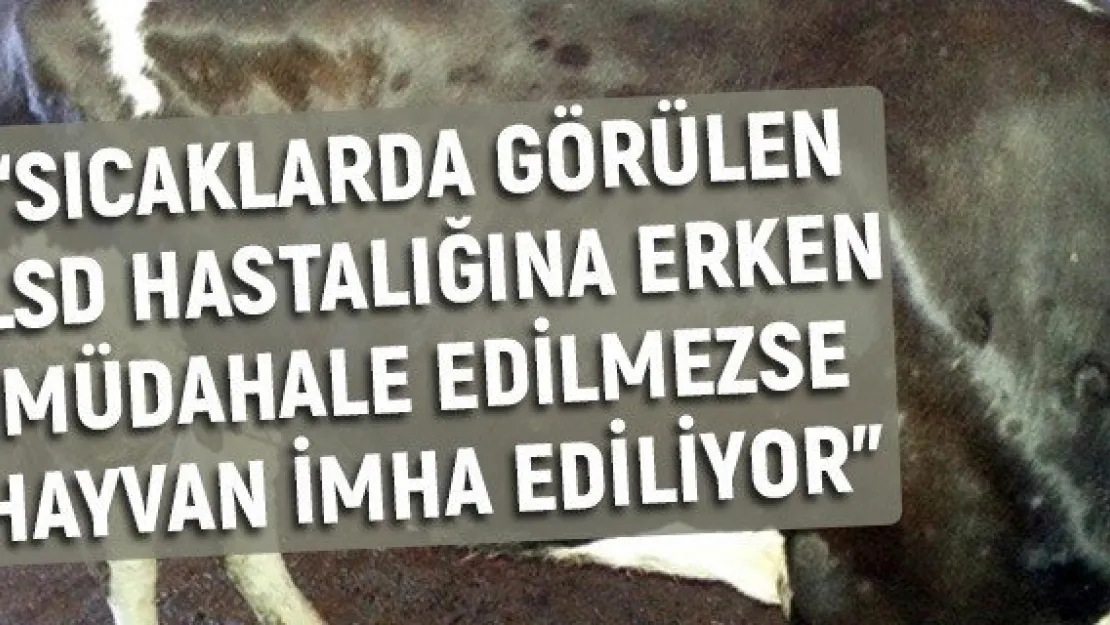 'Sıcaklarda görülen LSD hastalığına erken müdahale edilmezse hayvan imha ediliyor'
