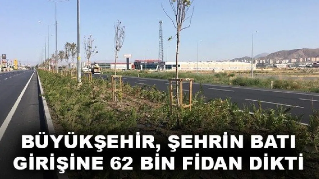 BÜYÜKŞEHİR, ŞEHRİN BATI GİRİŞİNE 62 BİN FİDAN DİKTİ