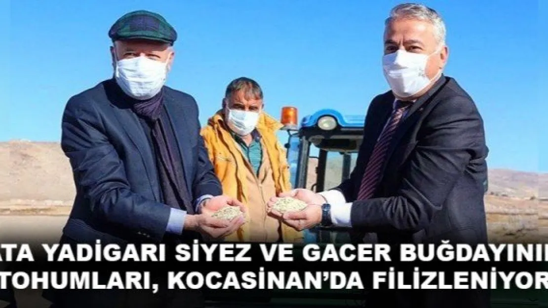 ATA YADİGARI SİYEZ VE GACER BUĞDAYININ TOHUMLARI, KOCASİNAN'DA FİLİZLENİYOR