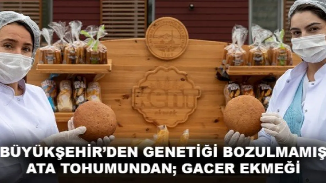 BÜYÜKŞEHİR'DEN GENETİĞİ BOZULMAMIŞ ATA TOHUMUNDAN GACER EKMEĞİ