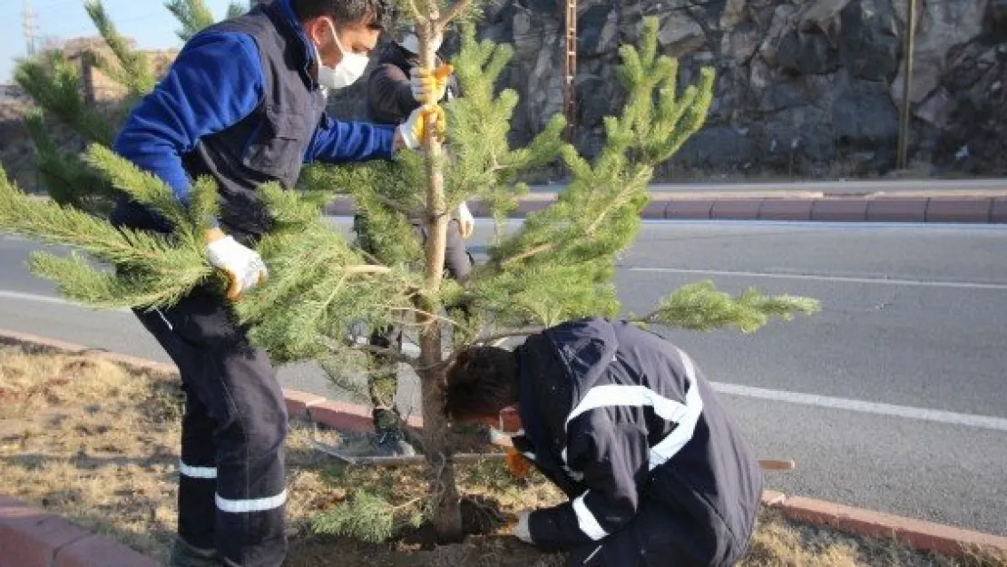 Hedef 1 milyon fidan!