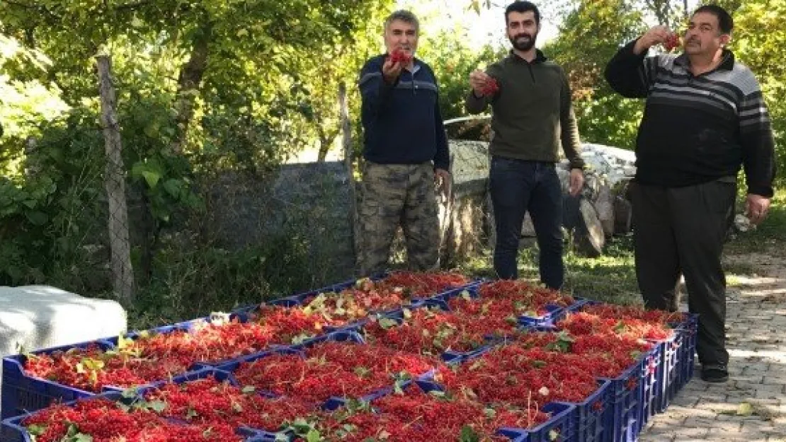 KAYSERİ'DEN DÜNYAYA 500 TON GİLABURU