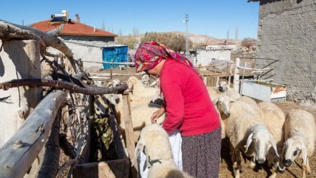 'KOYUNLAR ARTIYOR, MERALAR ŞENLENİYOR'