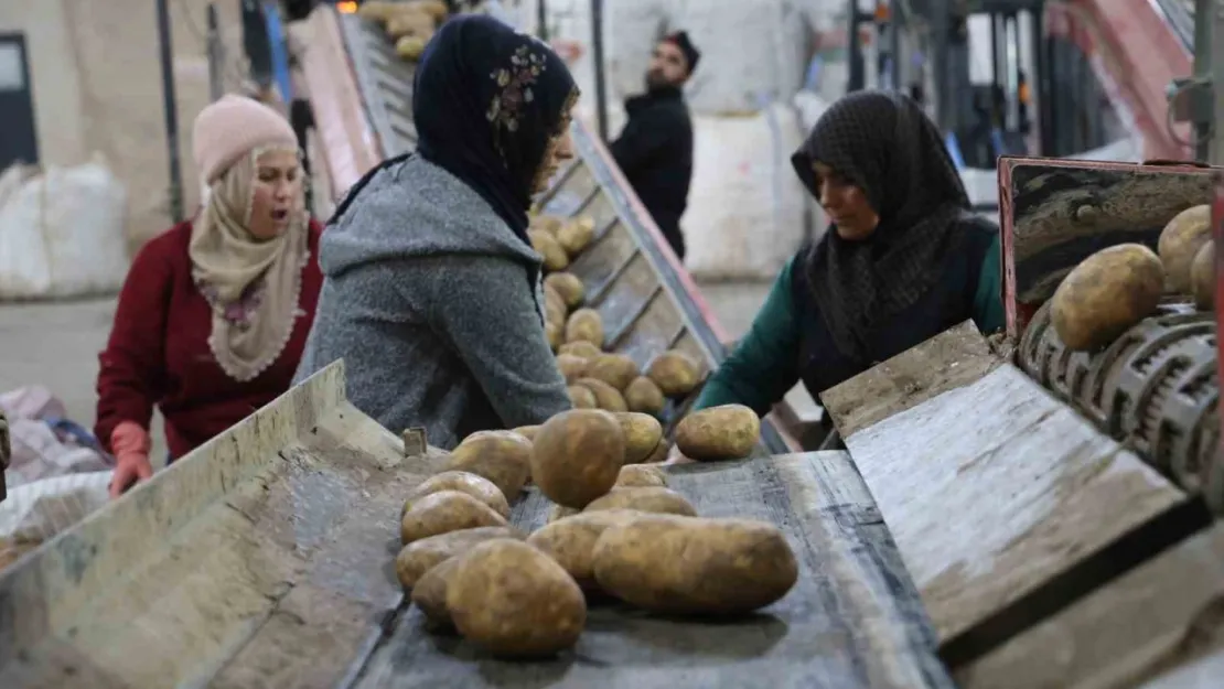 2024 yılında 6 milyon 500 bin ton patates üretimi yapıldı