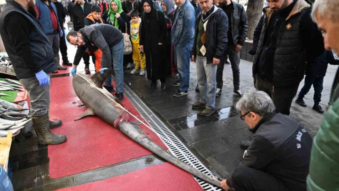 3,5 metrelik yasaklı köpek balığının satışına ceza