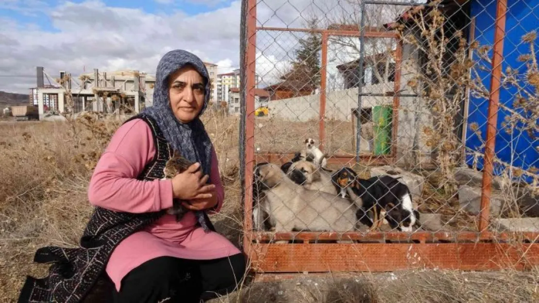 80'e yakın sokak hayvanına gönüllü bakıyor