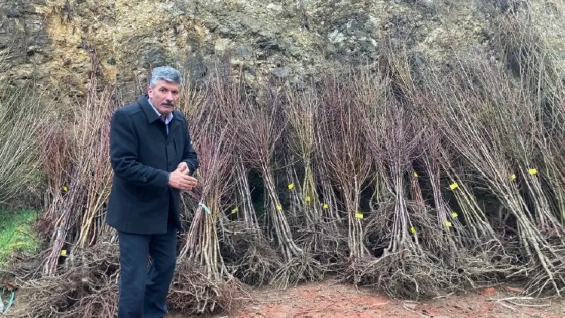 Akdağmadeni'nde maliyetine meyve fidanı satışı başladı