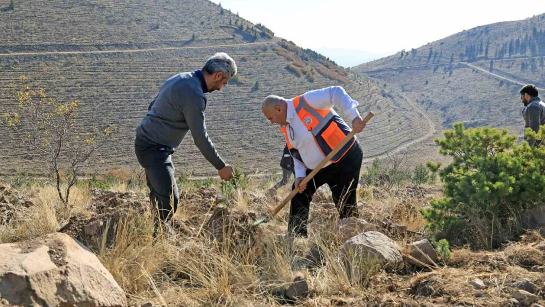 Ali Dağın zirvesine bin 111 fidan