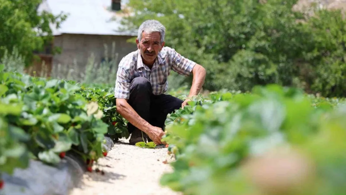 Almanya'dan öğrendiği sırlarla organik çilek üretiyor