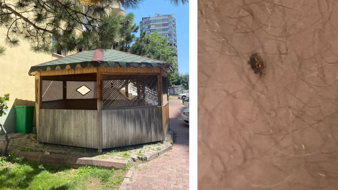 Kayseri'nin En Lüks Mahallesinde Kene alarmı: Tehlike Kapıda