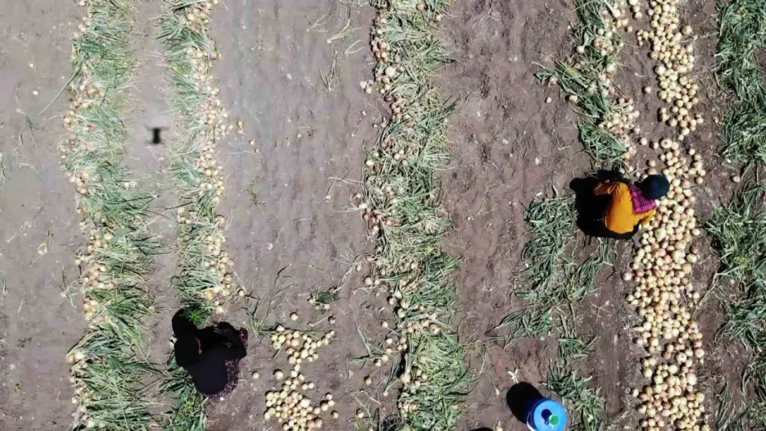 Amasya'da soğan hasadı başladı: Tarlada kilosu 7 TL
