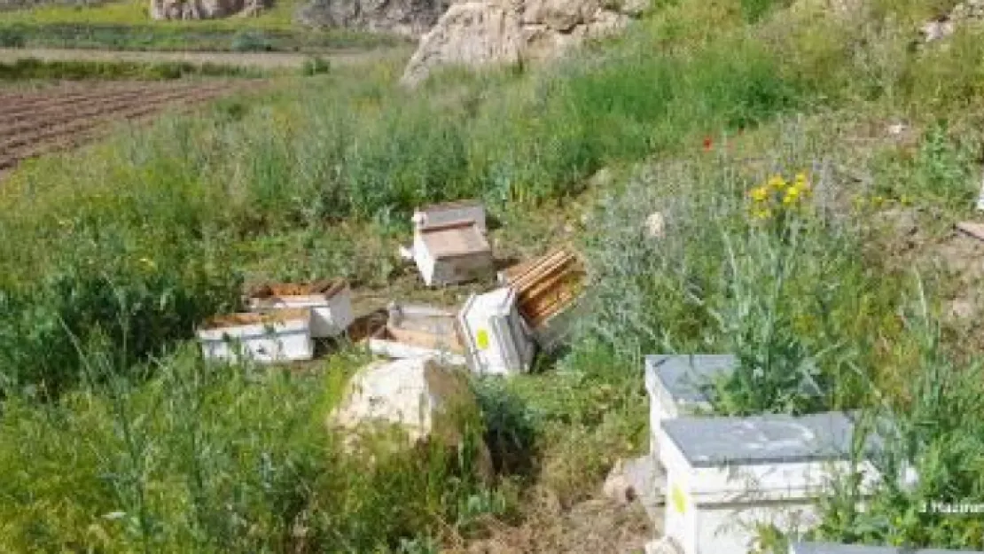 Arı kovanlarına ayı saldırdı, zarar büyük