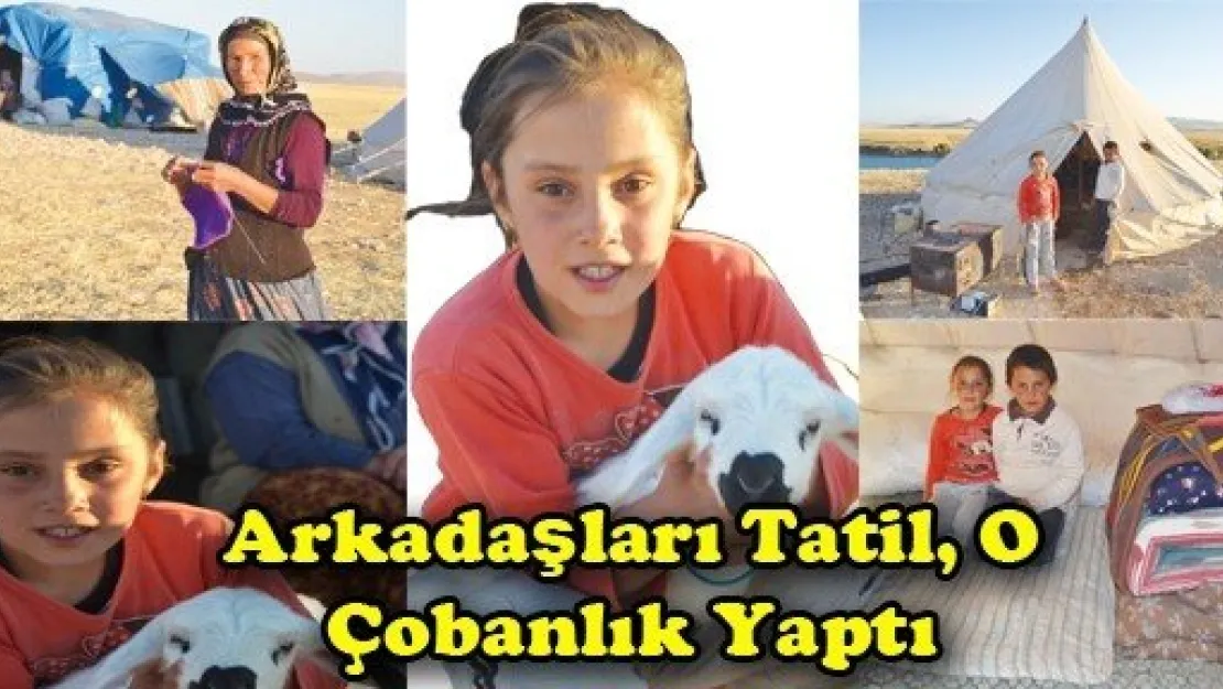 Arkadaşları Tatil, O Çobanlık Yaptı