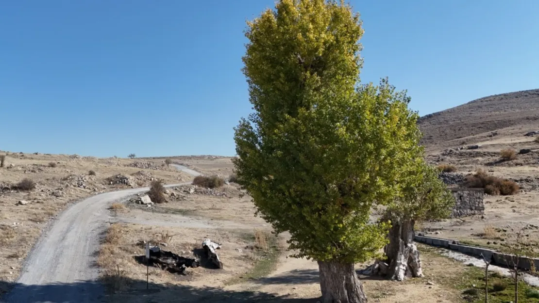 Asırlık Andon Kavakları yıllara meydan okuyor