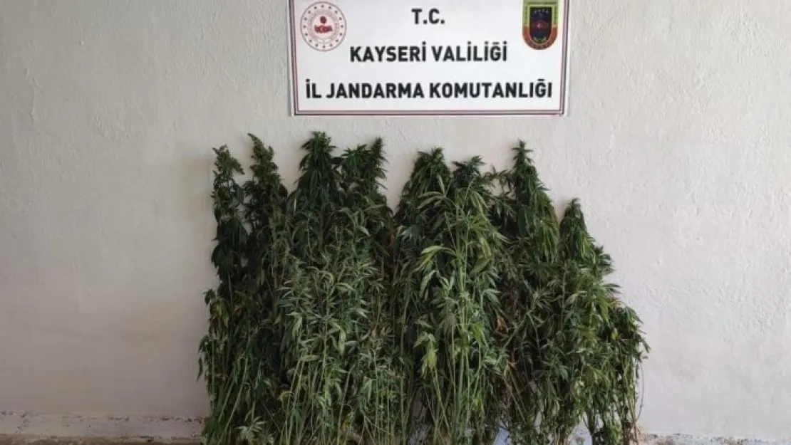 Akkışla'da kenevir yetiştiren şahıs yakalandı