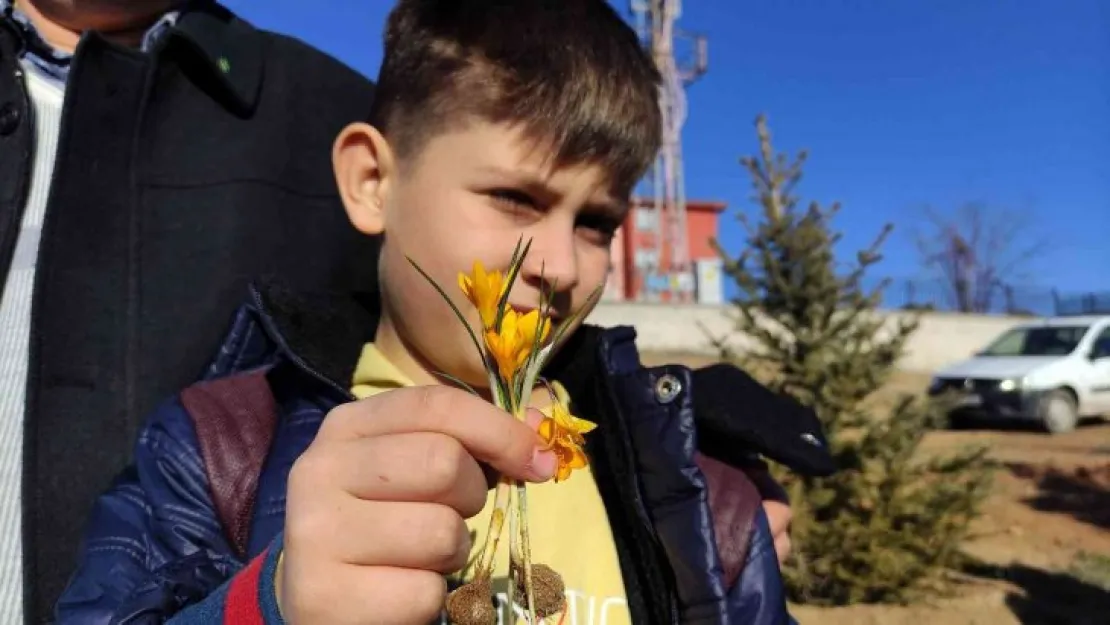 Baharın müjdecisi çiğdemler kış mevsiminde açtı