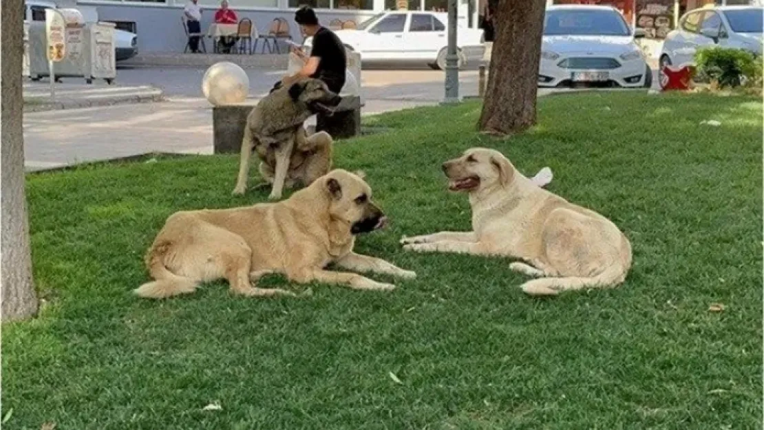 Başıboş Köpek problemi insanları tedirgin ediyor