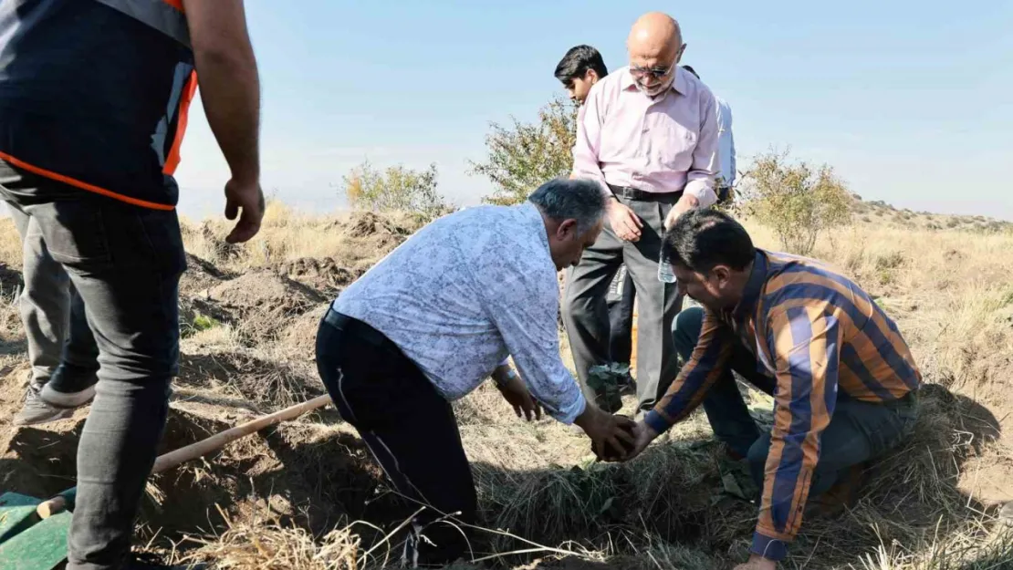 İmam Hatip öğrencileri Ali Dağı zirvesine ağaç dikti