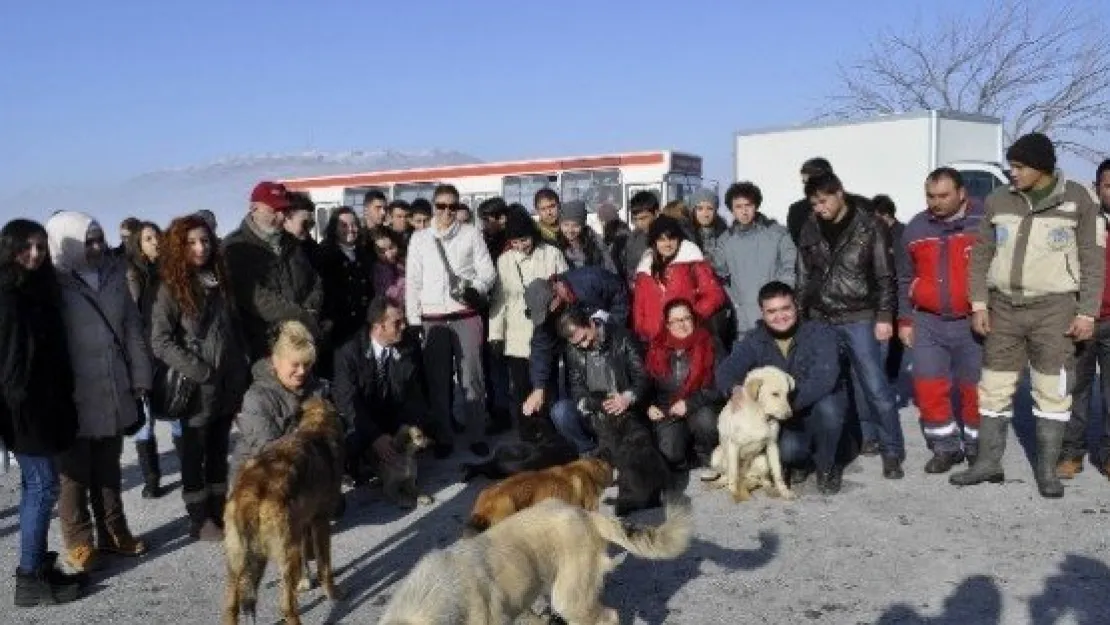 Sokak Köpekleri İçin Sıcak Yuva