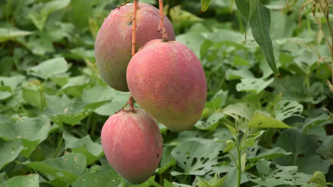 Bir ağacından 190 bin TL gelir sağlanan mango üreticinin yeni gözdesi