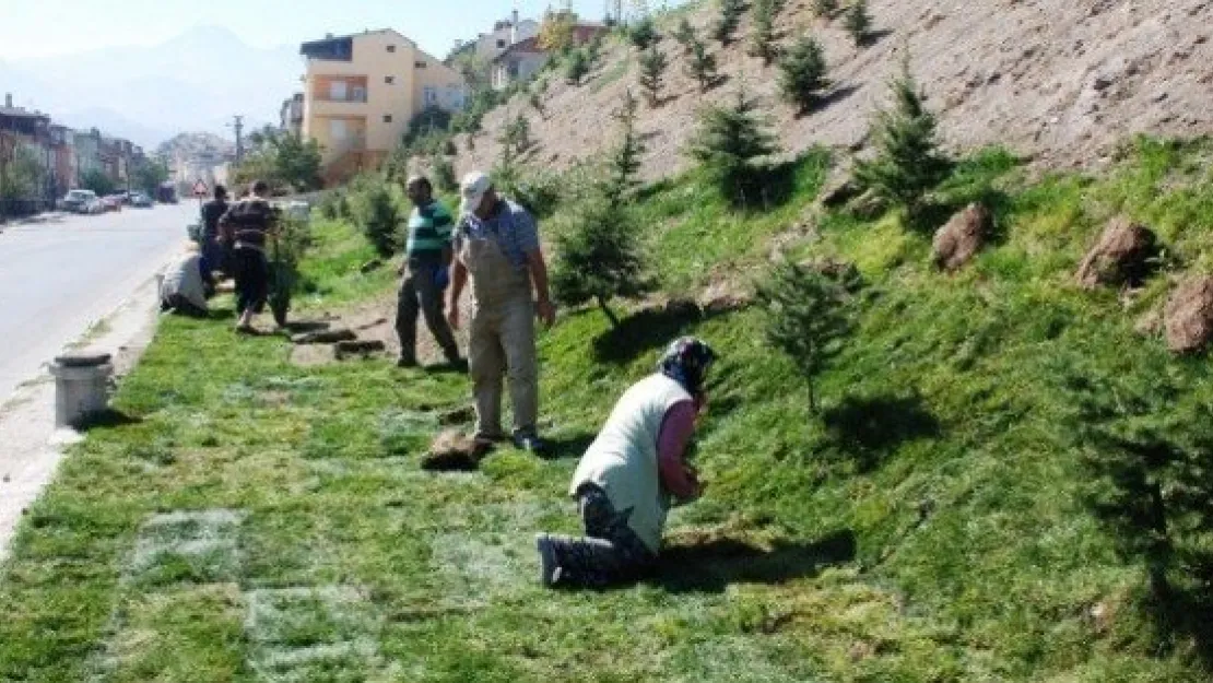 Bir Günde Çimlendirilmiş Yeşil Alanlar 