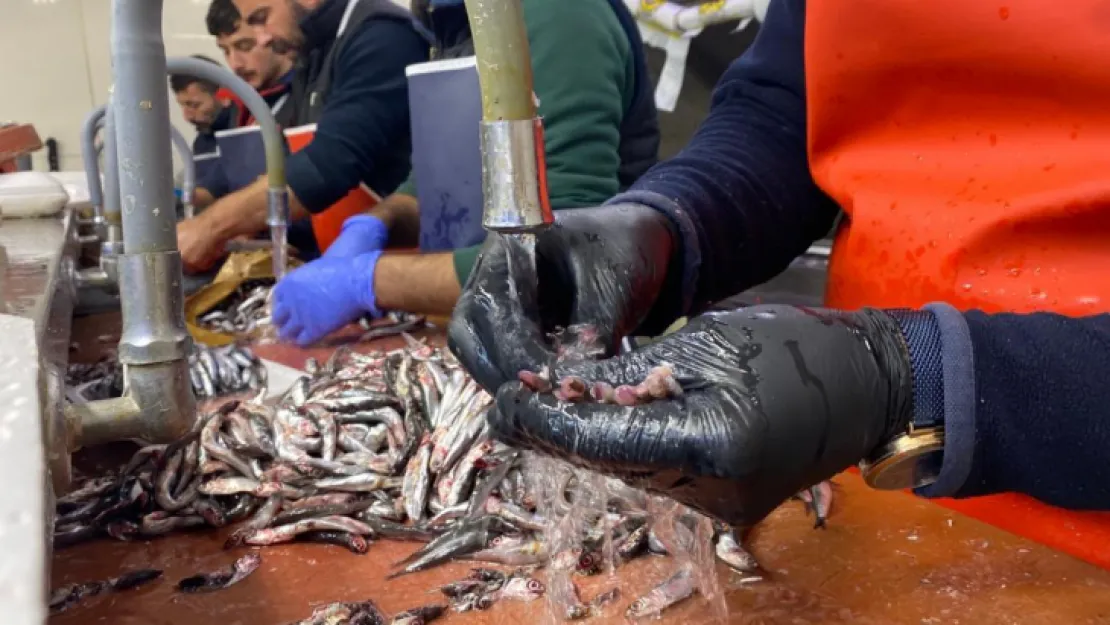 Bol çeşit ve uygun fiyat, balığa talebi arttırdı