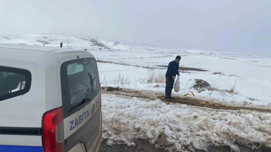 Bünyan'da sokak hayvanları için mama dağıtımı yapıldı