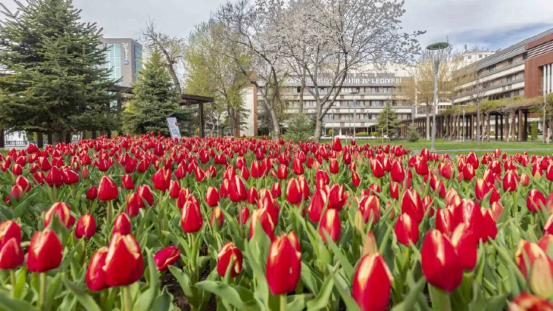 3 milyon çiçek Kayseri'yi renklendirecek