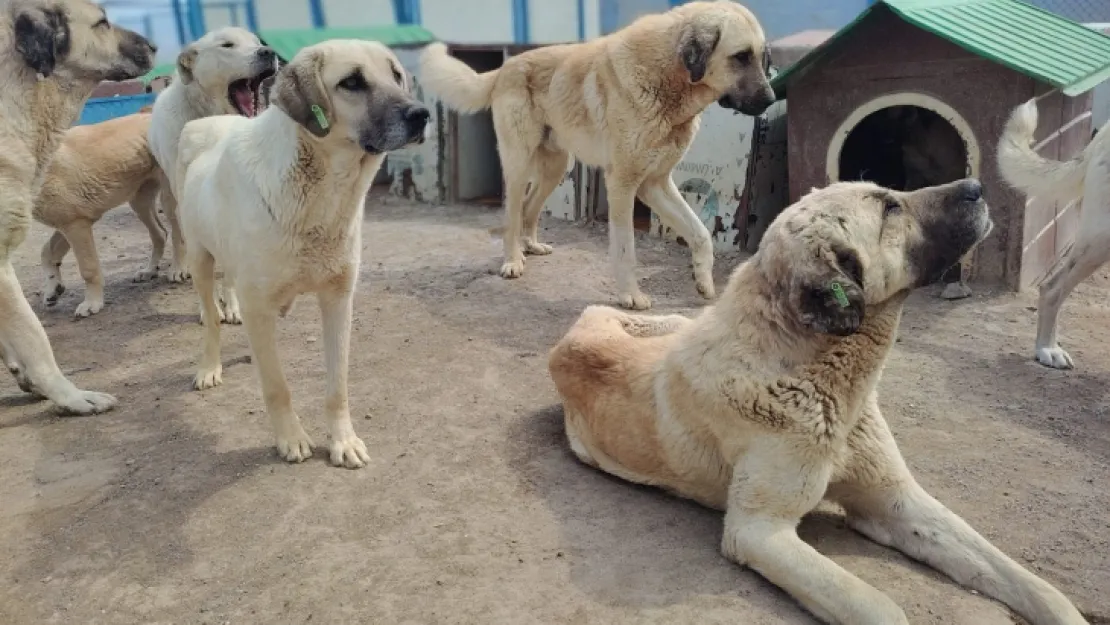 Büyükşehir'den yeni ve modern kedi köpek evi