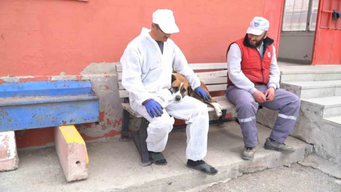 Geçici Köpek Bakım Evi, deprem bölgesinden gelen hayvanlara ev sahipliği yapıyor