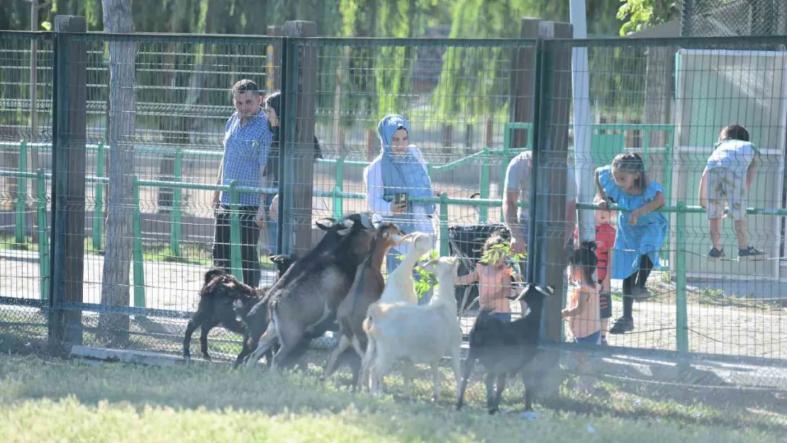 Hayvanat Bahçesi'ne bayramda ziyaretçi akını