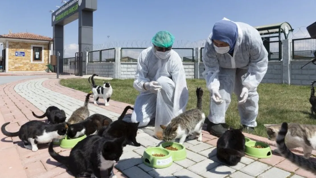 Büyükşehirden sokak hayvanları için 48 ton mama desteği