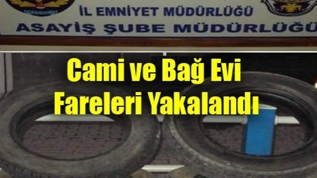 Cami ve Bağ Evi Fareleri Yakalandı