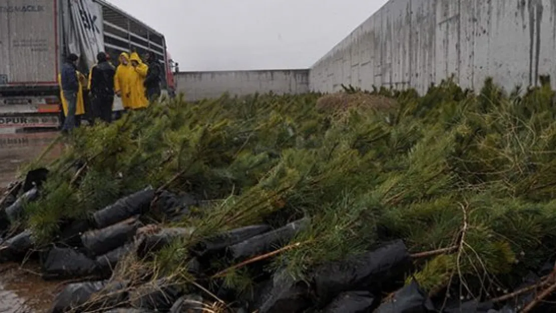 Çanakkale Zaferi'nin 100. yılında 100 bin fidan