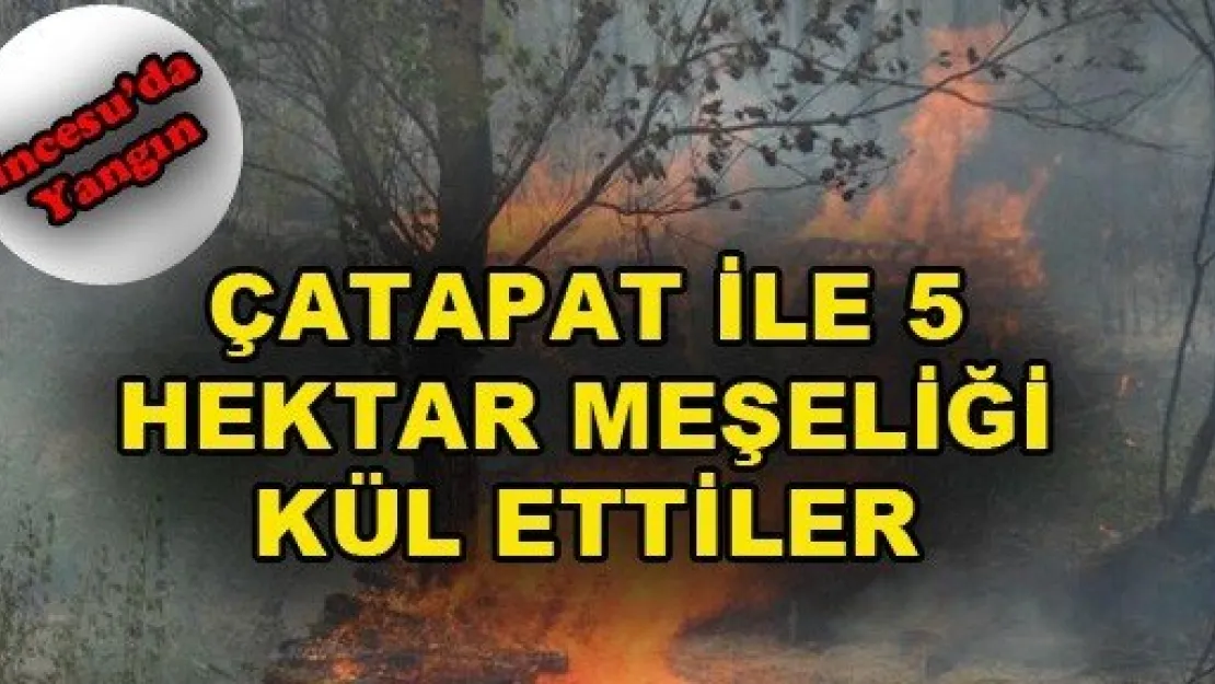 Çatapat ile Oynayan Çocuklar Meşeliği yaktı