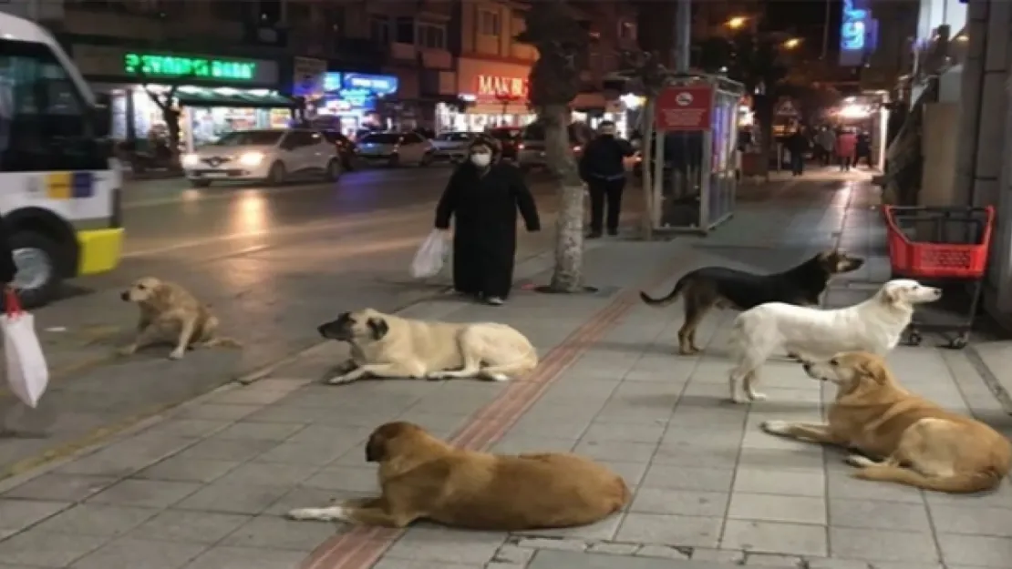 CHP'li Belediye'den Sokak Köpeklerine Muhteşem Çözüm!